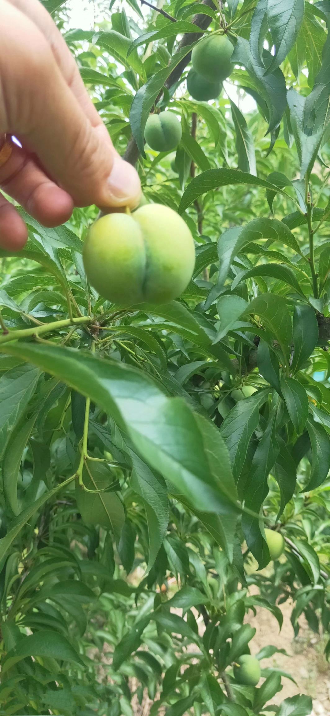 蜂糖李树苗自家苗圃种植蜂糖李子苗 巨进1号（晚熟蜂糖李）