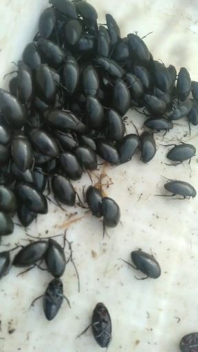 龙虱干  昆虫食品黑龙虱水梢甲