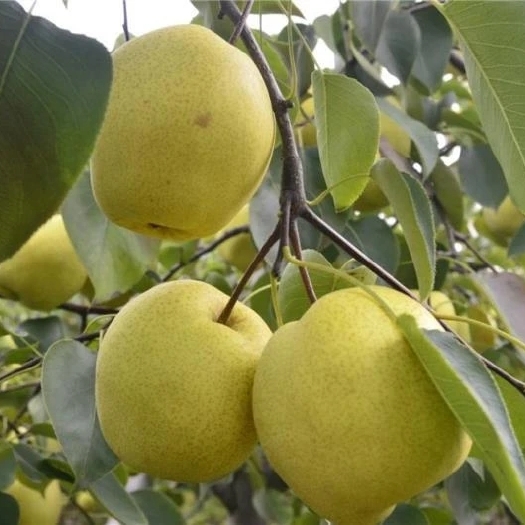 乾县酥梨  又是一年成熟季，自家的梨🍐，清甜皮薄、渣细、核小、可润肺止