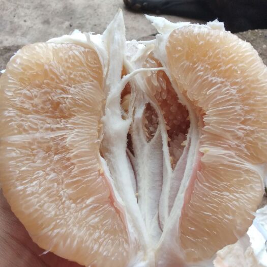 梅州梅州蜜柚 蜜柚