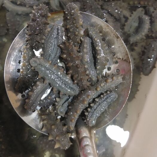 长海县 大连长海县小规格即食海参