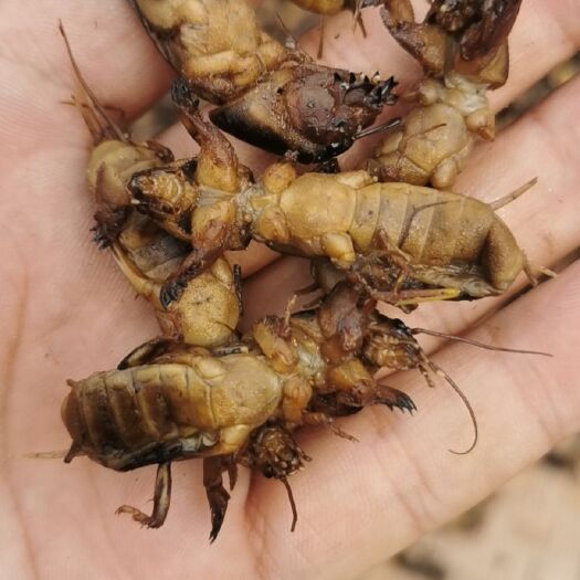 沧州冻虾蛄 熟冻大个蝼蛄
