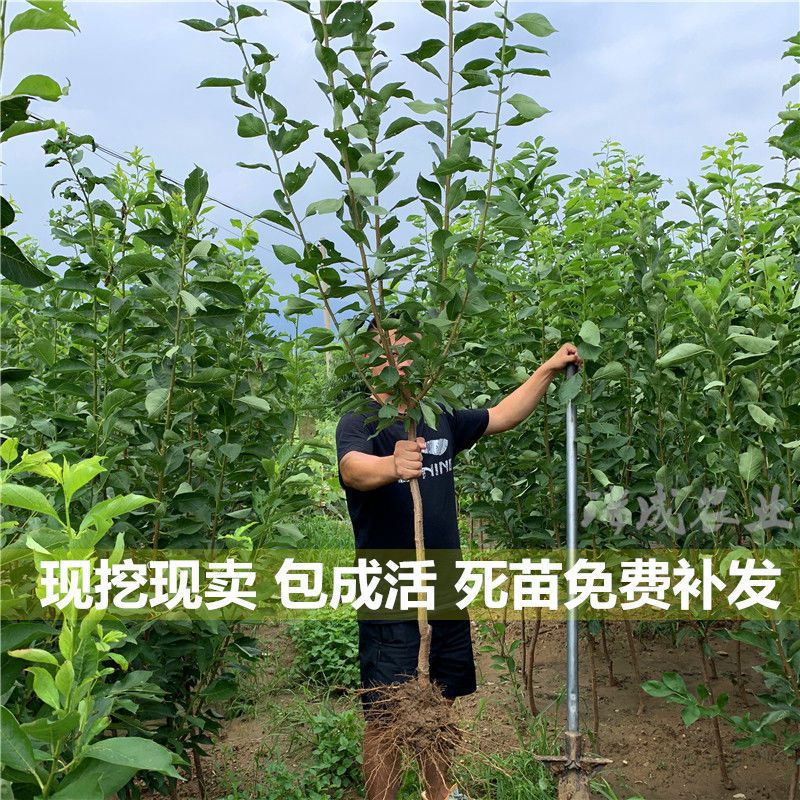 蜂糖李树苗