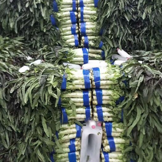 郯城县红尖叶莴苣  精品货源  大量上市     诚信经营
