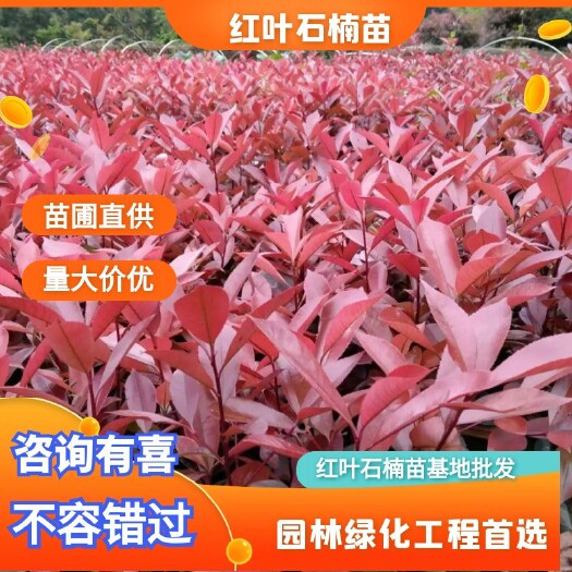 重庆市普通红叶石楠  重庆红叶石楠地苗批发基地
