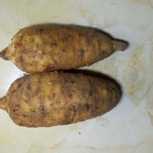 宁强县乌红杂交天麻  当季新鲜天麻上市销售，当季最美食材