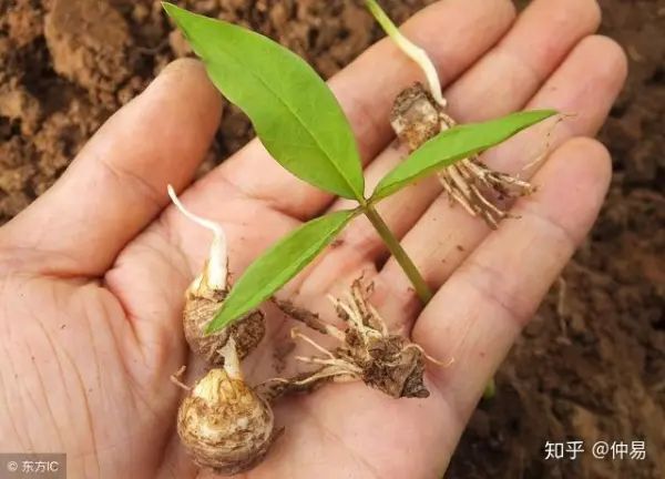 天门市半枝莲 黄豆田湖北特产