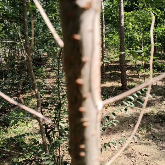 乐陵市榆树苗一到二公分，成活率高，养金蝉
无病虫害，大量供应