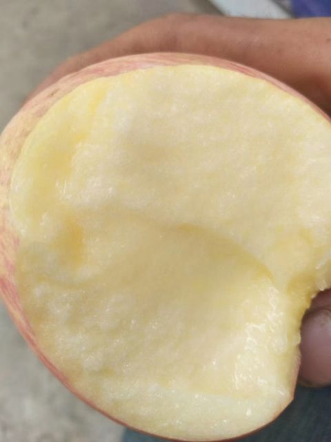 红富士苹果 马栏红红富士