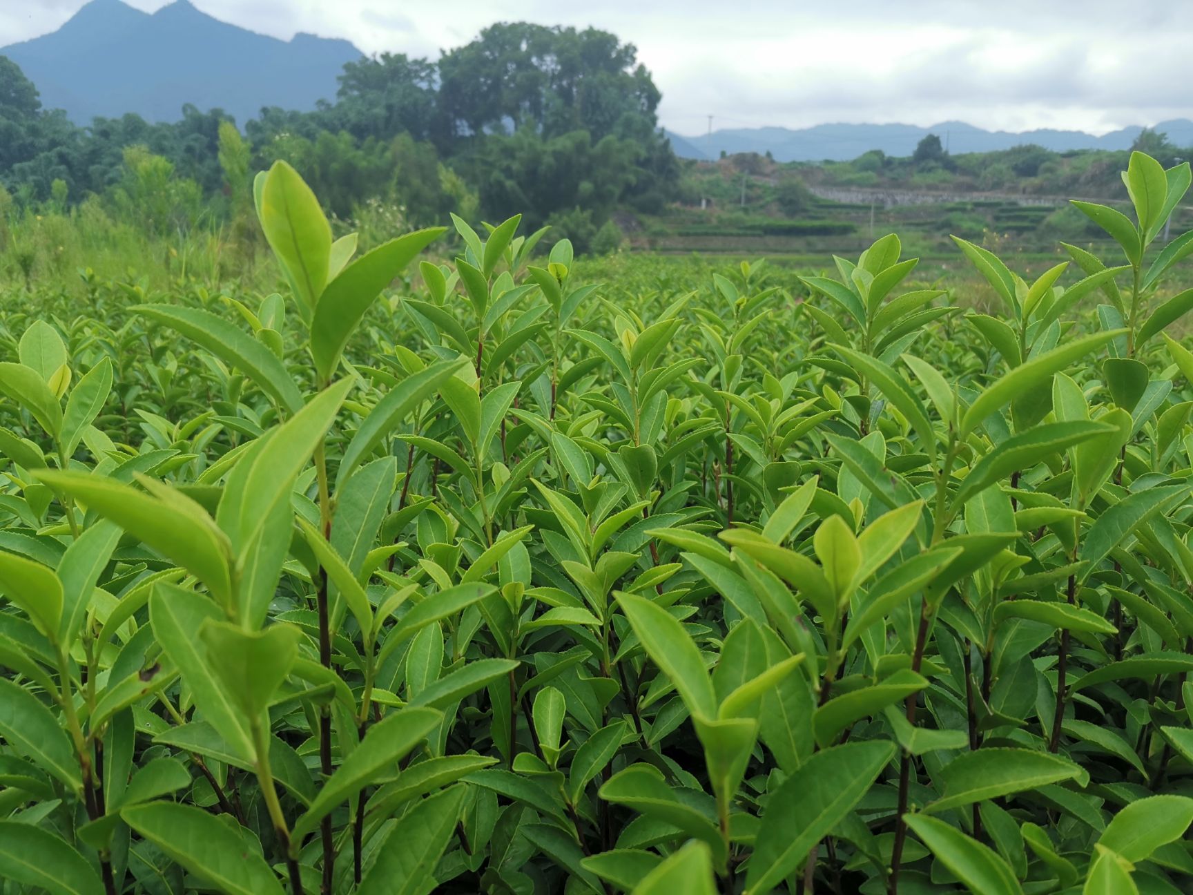  中黃三號(hào)茶苗 中黃3號(hào)茶樹苗 福建福安苗圃直銷