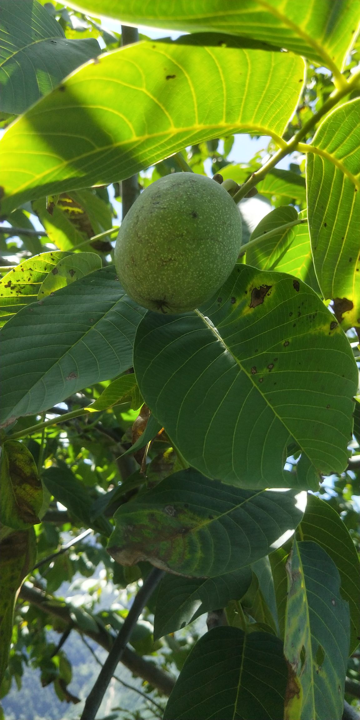 秦嶺核桃  干核桃