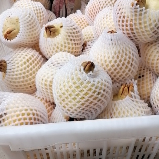 蚌埠蚌埠白玉石籽石榴
