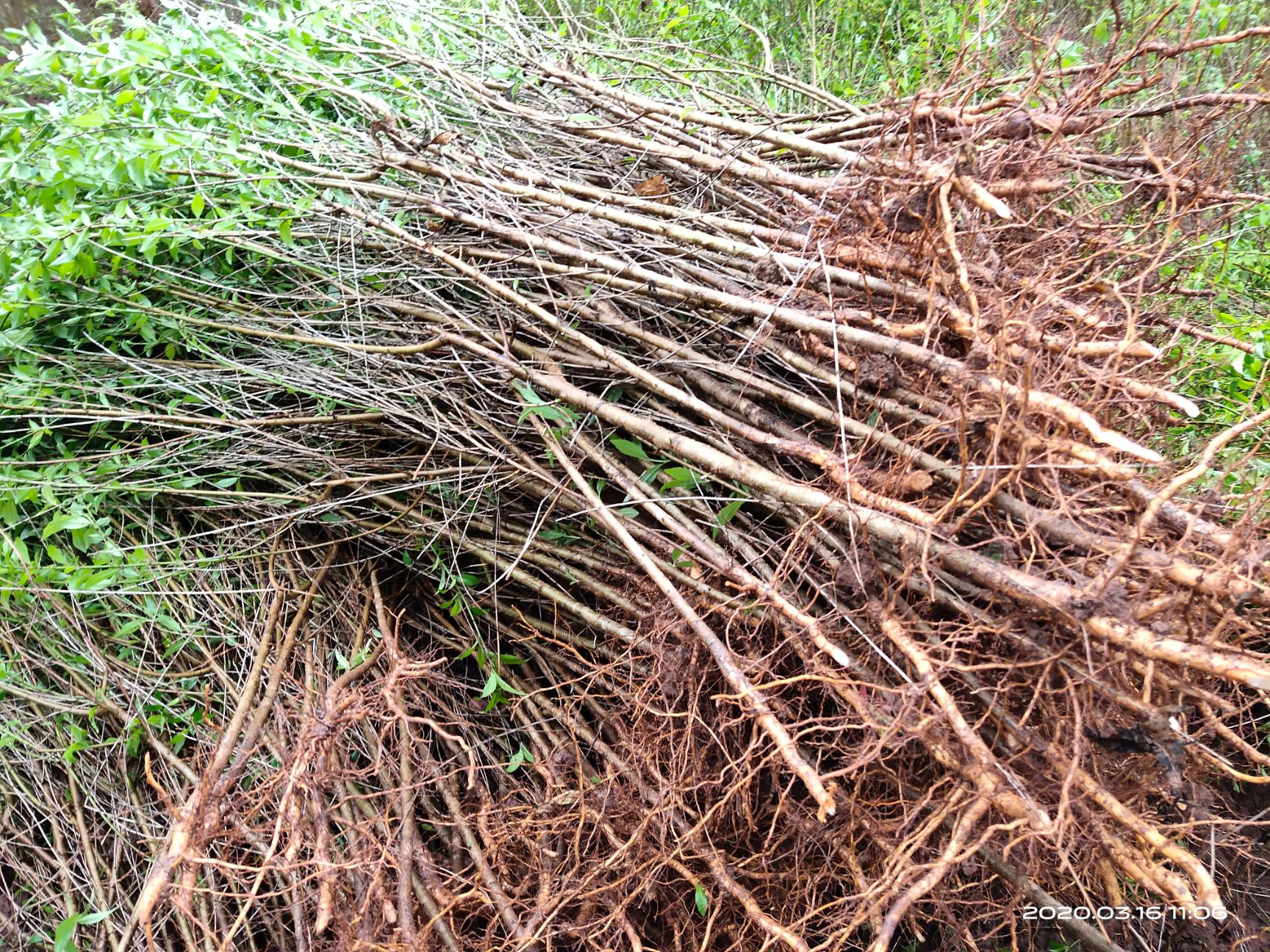 毛桃苗  自家苗圃种植，毛桃树苗大量出售中