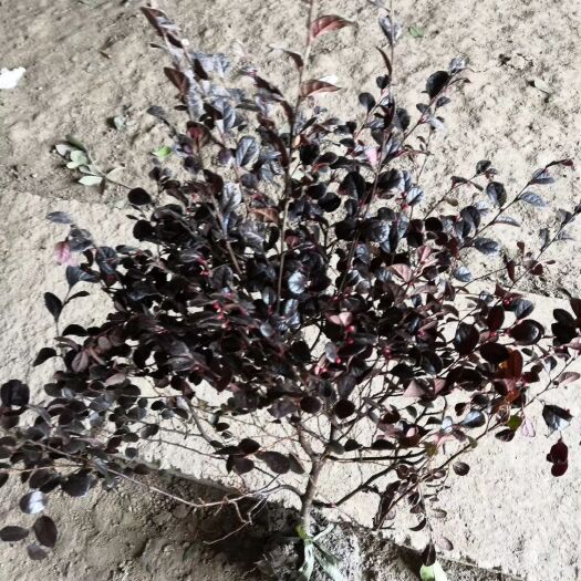 沭阳县黑珍珠红继木  红花继木