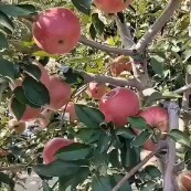 台安县寒富苹果 寒富光果预订欢迎前来大量现货价钱不高