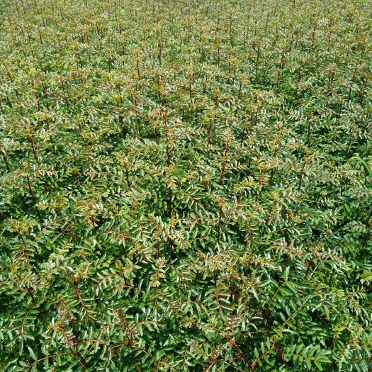 金阳县大红袍花椒苗  金阳县顺华种植农民专业合作社现已大量出售各种规格红椒苗青椒苗