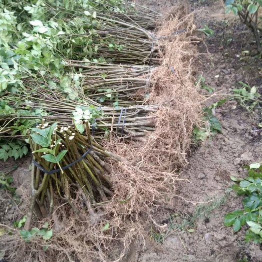 吴茱萸苗  广西河池罗城县2023年基地大量批发中花吴茱萸苗
