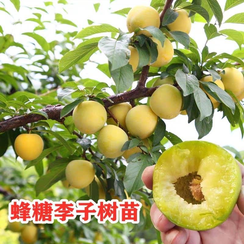 蜂糖李树苗