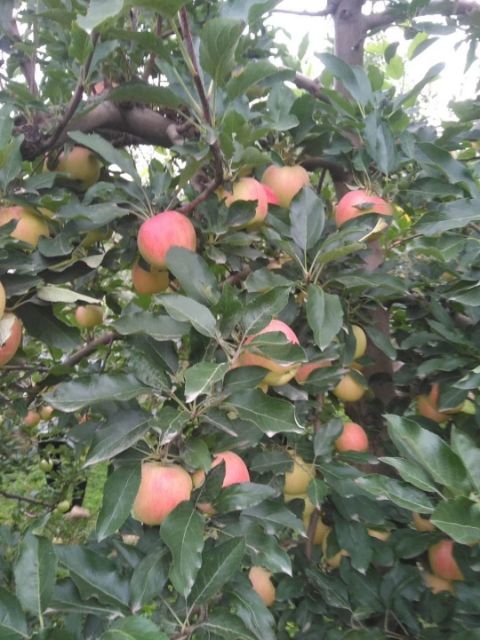 红富士苹果 马栏红红富士