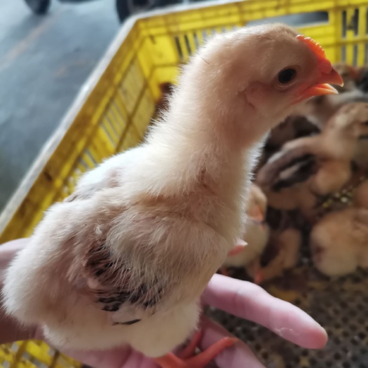 南宁K9鸡苗肉鸡苗882