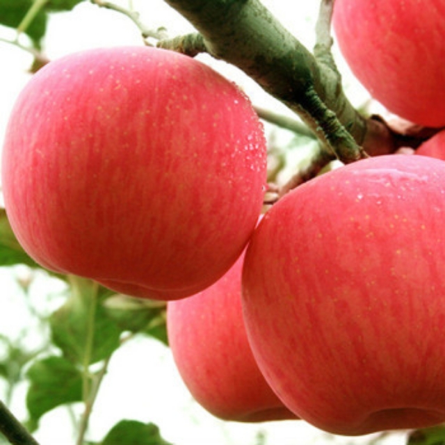 红富士苹果 马栏红红富士