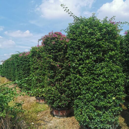 普宁市紫花三角梅 紫花勒杜鹃（三角梅）