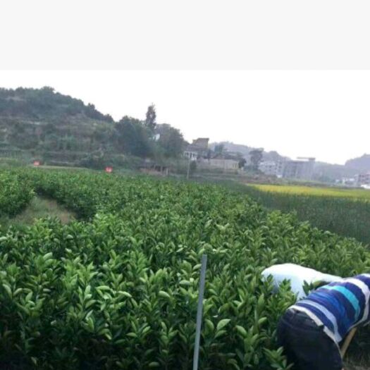 新宁县纽荷尔脐橙苗  橙子苗湖南新宁，茎干粗壮，根系发达，质优价廉。
