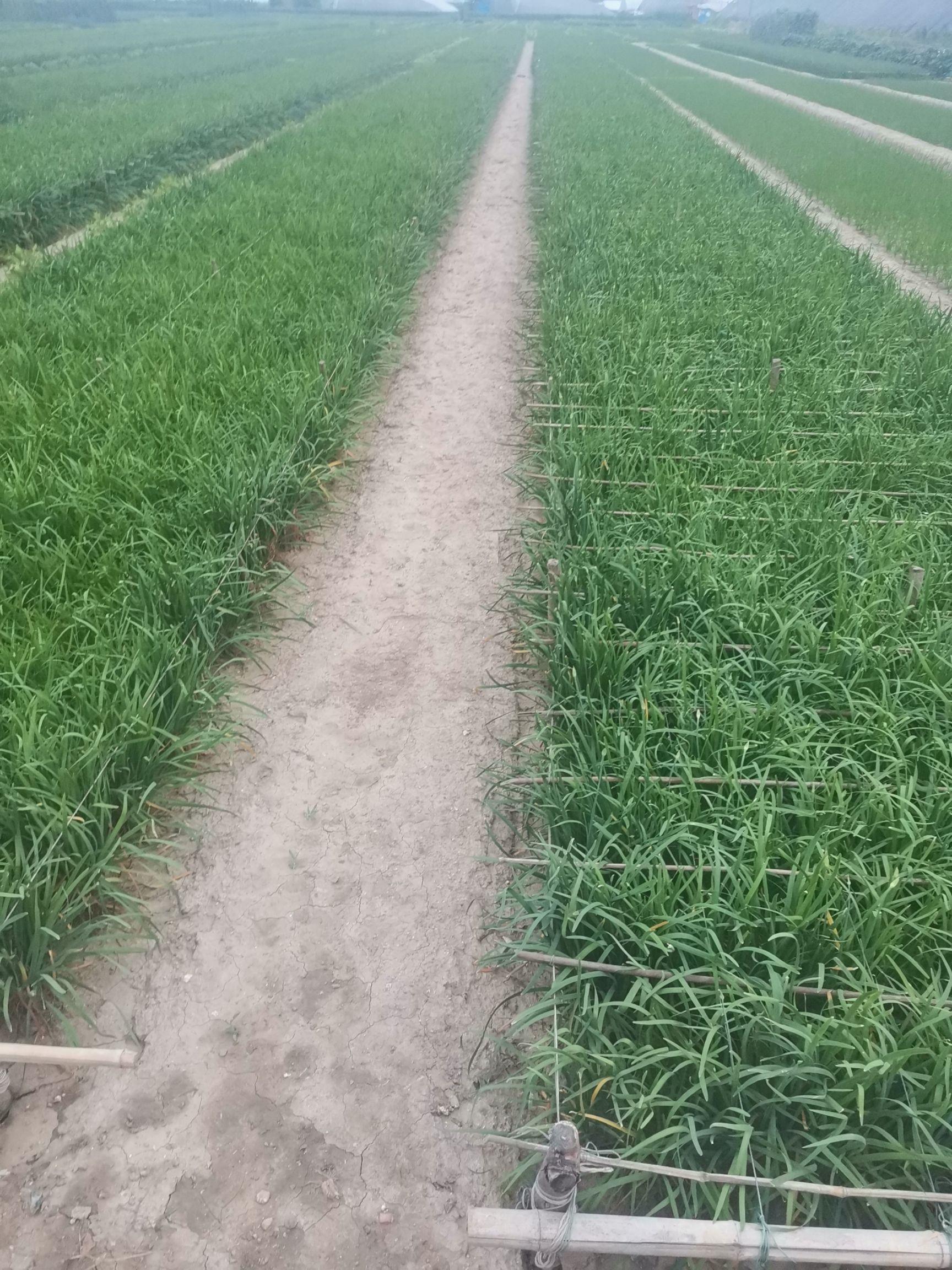 大叶韭菜  韭菜苗 大棚种植 大面积种植优质韭菜苗 韭菜根
