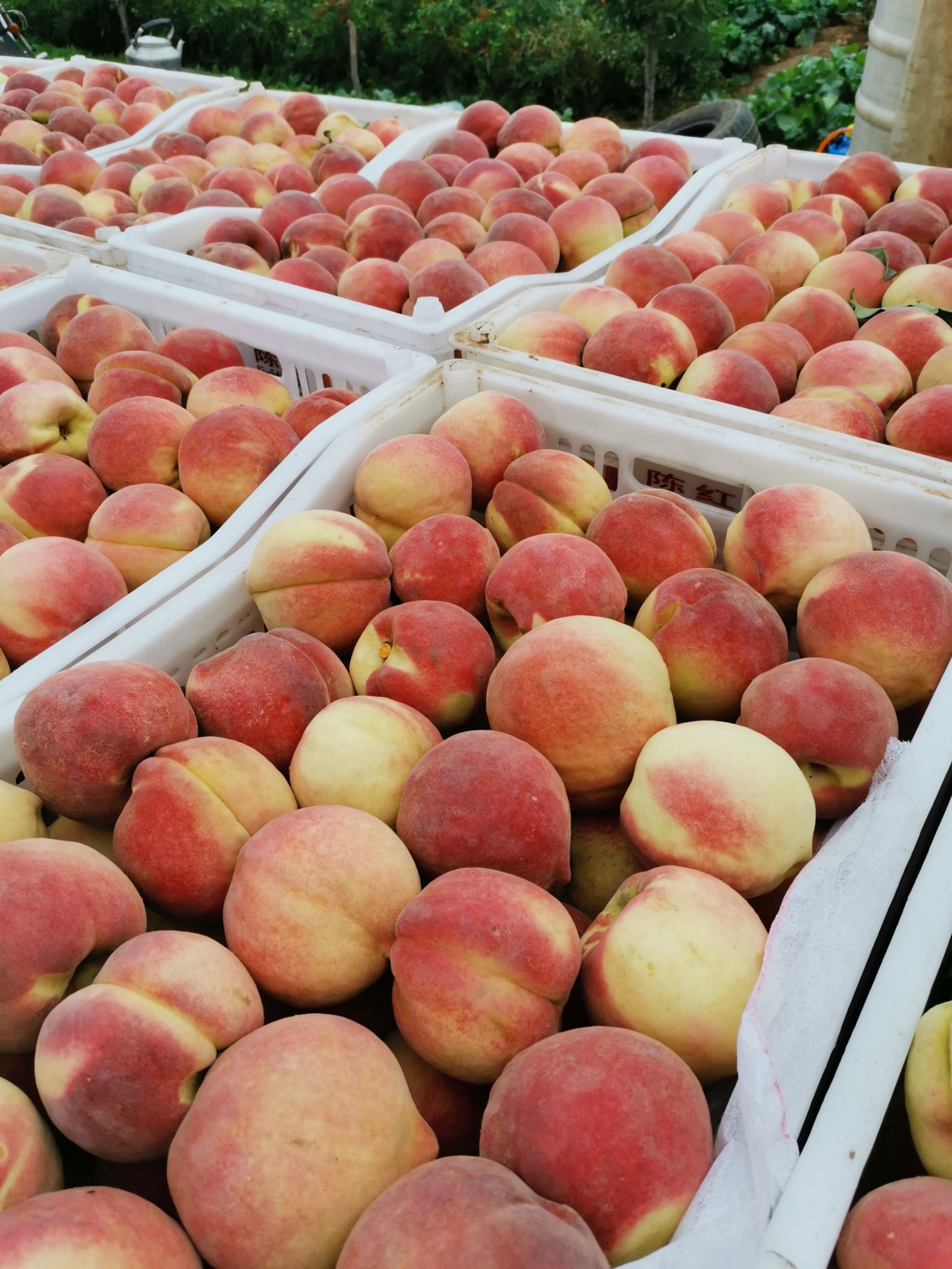 金秋红蜜9月上市红桃毛桃蜜桃脆桃微商电商基地直供