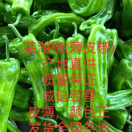 徐闻县泡椒王(薄皮椒)产地直销，当天摘当天发货