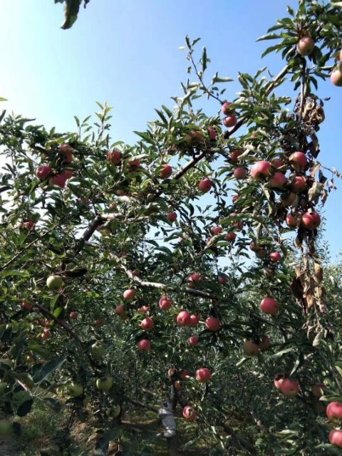 红富士苹果 马栏红红富士