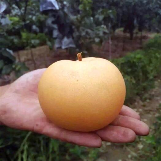 郯城县晚秋黄梨 60mm以上 250-300g 