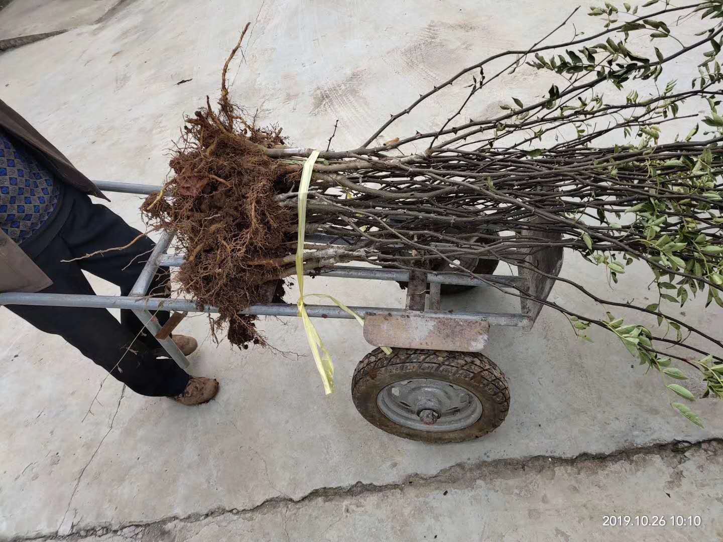 大红袍花椒苗  大红袍无刺红盖花椒嫁接苗