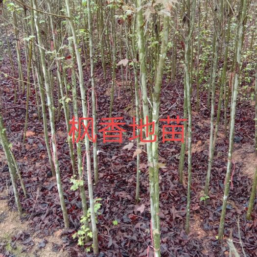 清流县造林苗枫香  造林苗