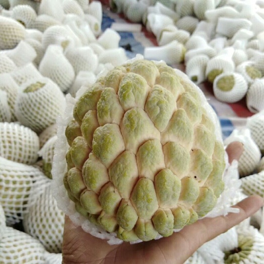 释迦  虎门番鬼荔枝自己果园量大价优