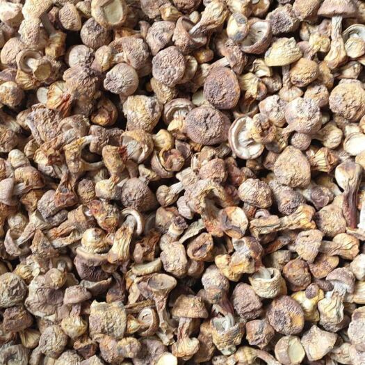 贵阳姬松茸 本色菇 超级性价比产品