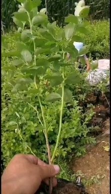 泰安莱克西蓝莓苗  蓝莓苗