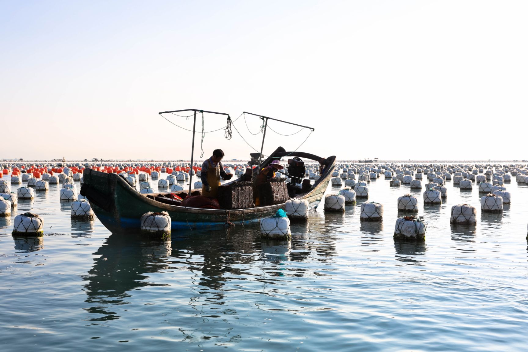 连江鲍鱼  连江黄金鲍净肉精品 渔民自养自销 产地直发一手货源品质保证