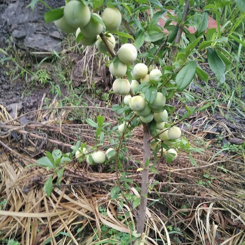 蜂糖李树苗