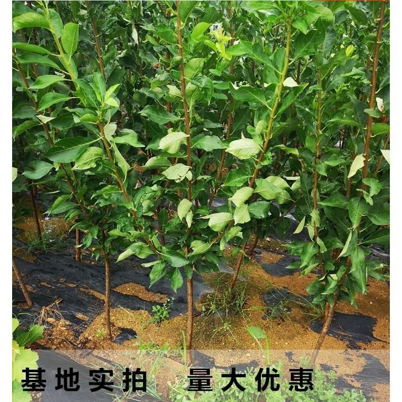 蜂糖李树苗