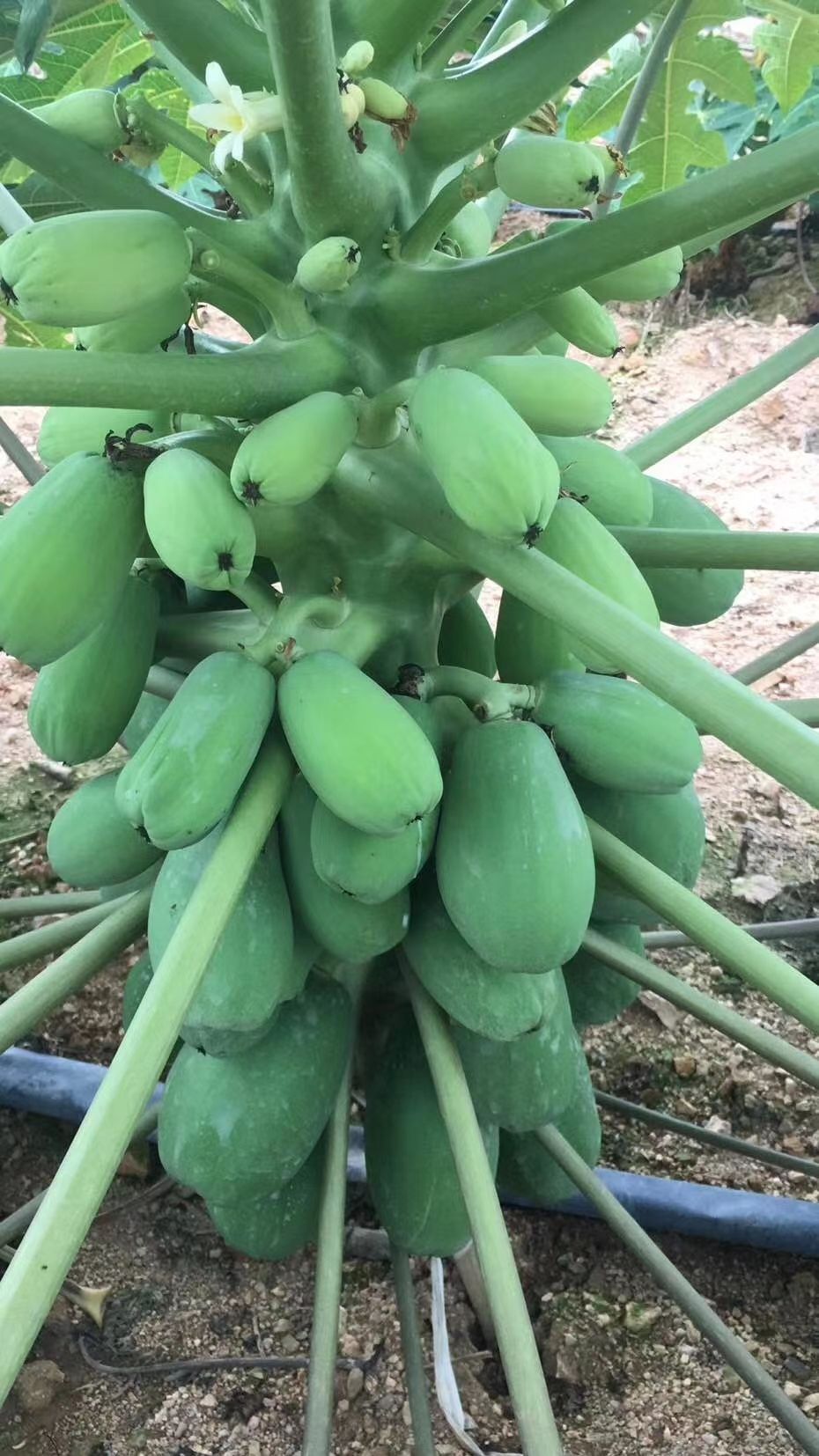 红心木瓜苗  包邮水果木瓜苗当年结果盆栽广西红心木瓜树苗南方带土发货