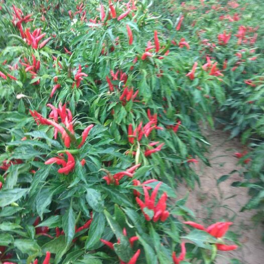 洪洞县 大量供应朝天椒