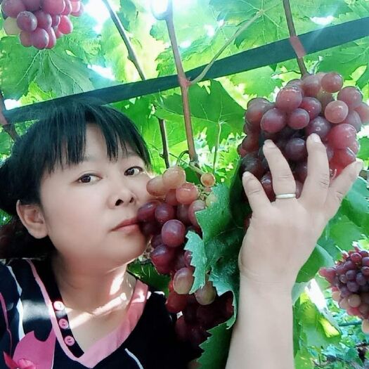 中方县 美国红提葡萄