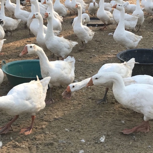 嘉祥县 大白鹅适应环境强，饲养简单
