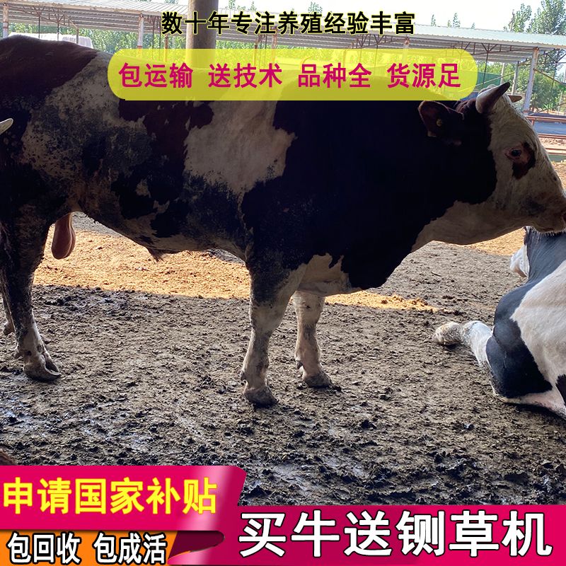 鲁西黄牛  买好牛联系我 包技术