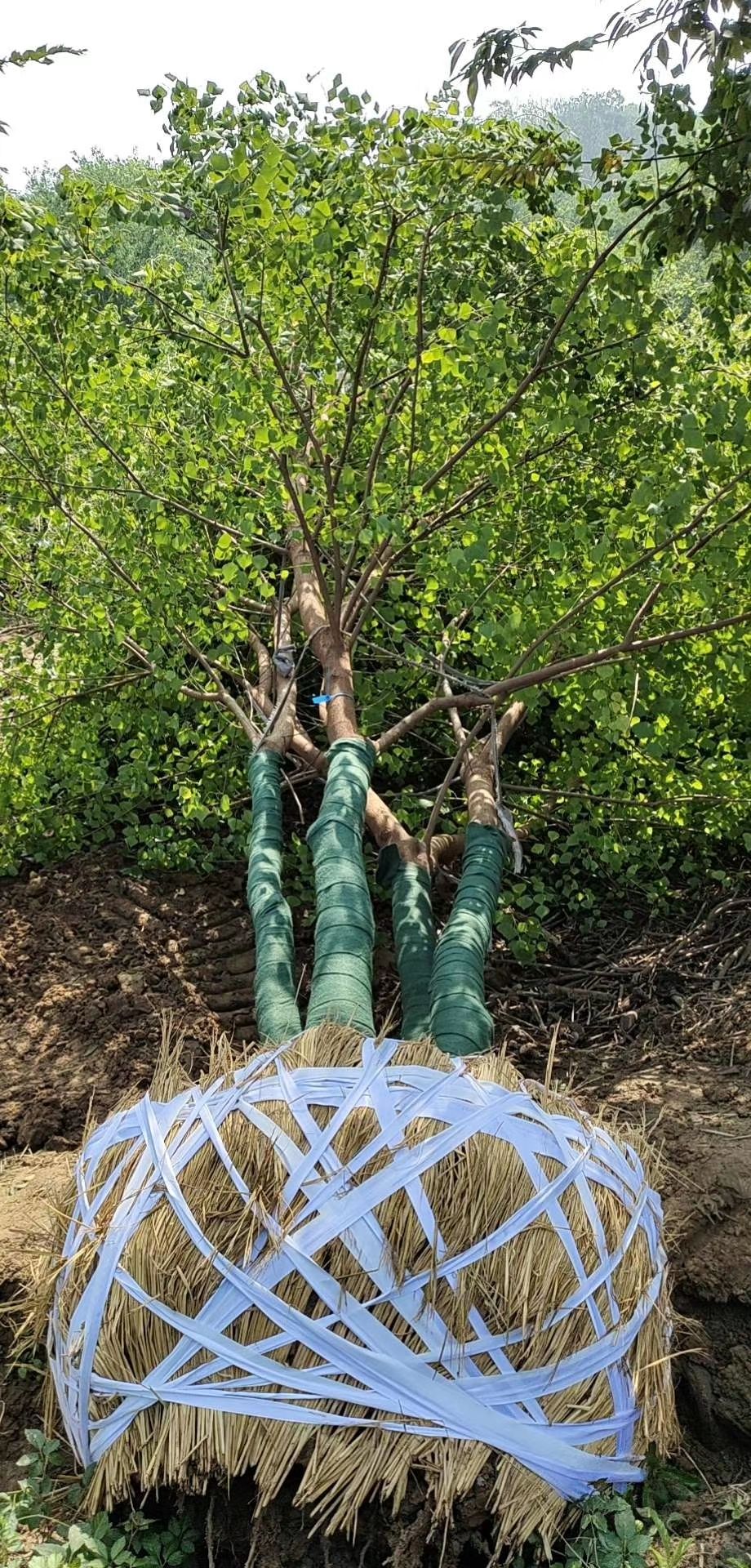 丛生乌桕40～60公分