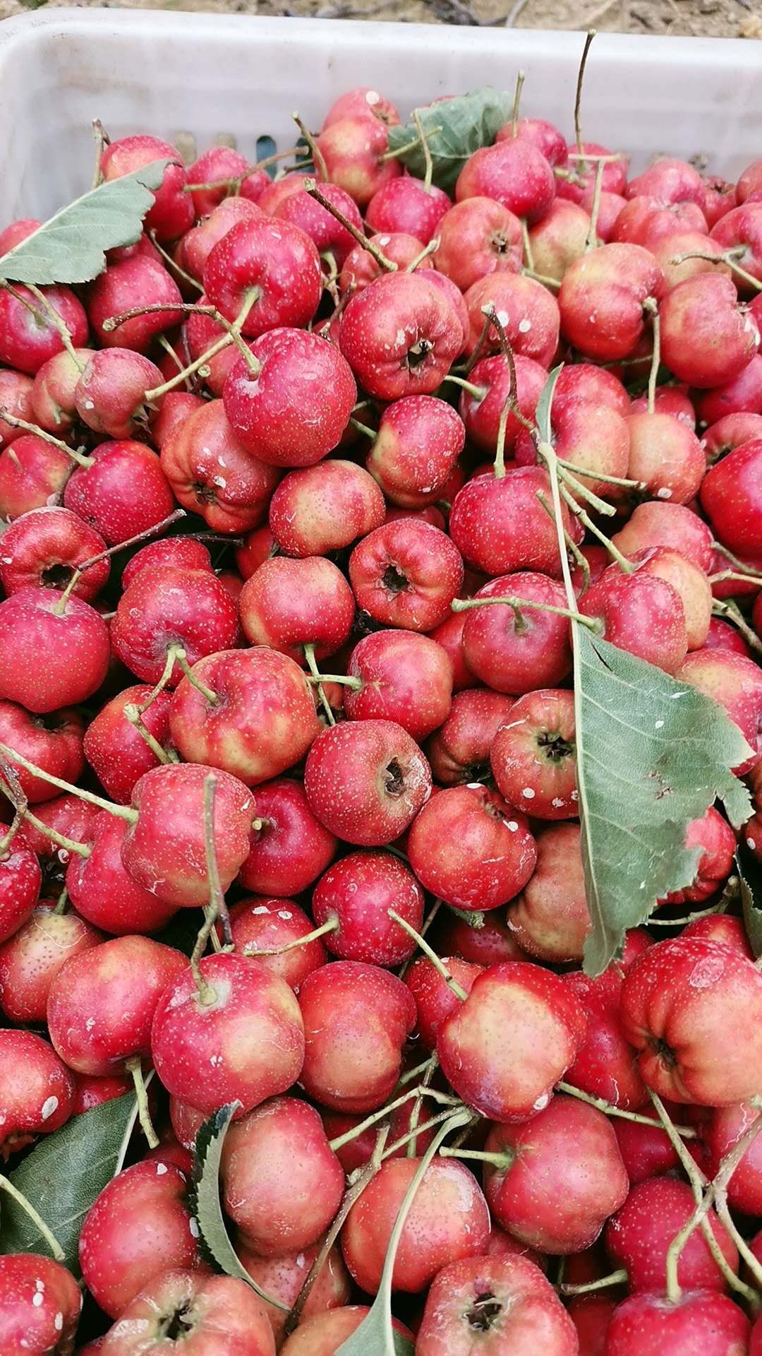大绵球山楂 山东临沂大面球,精挑细选
