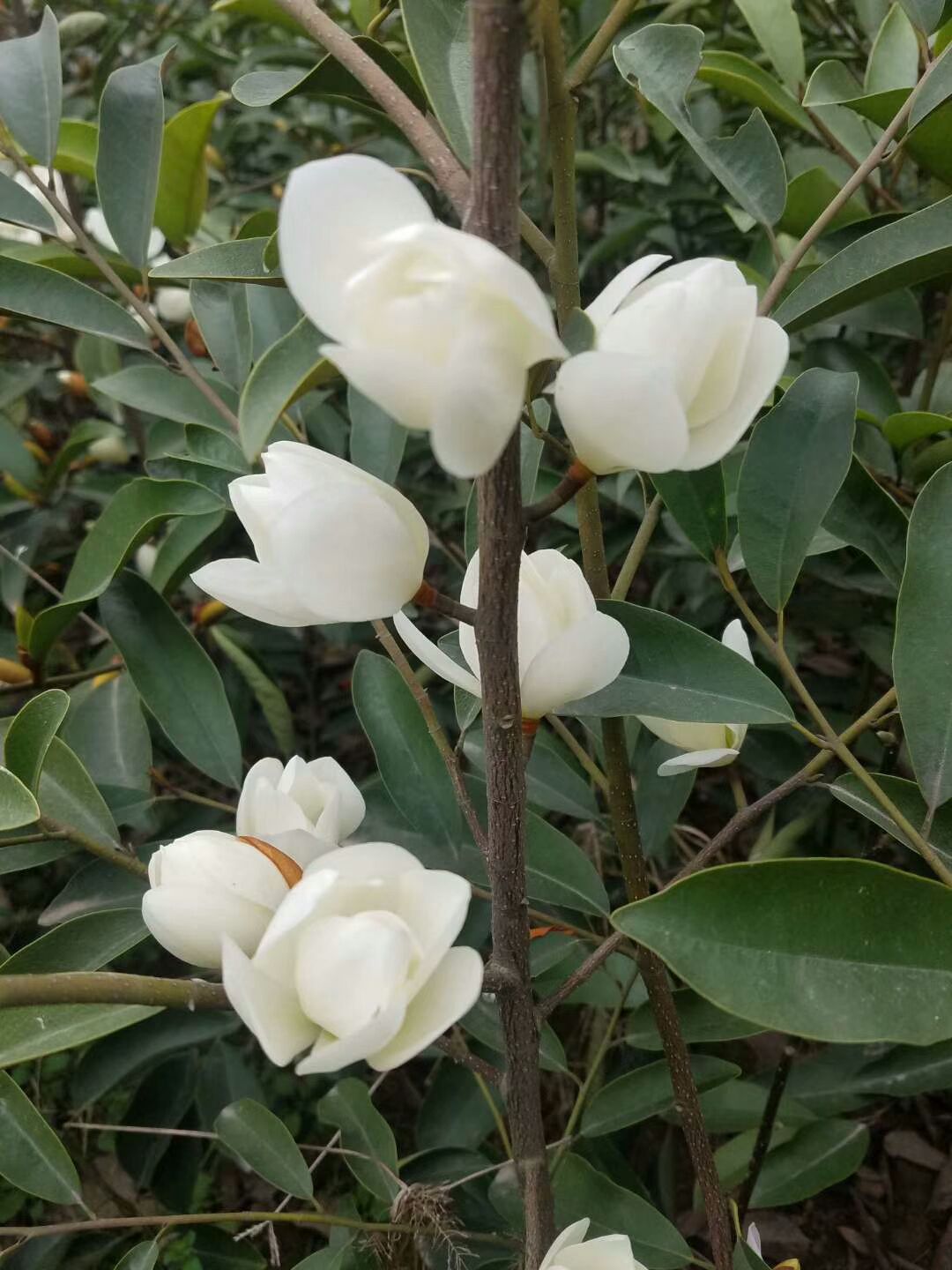 玉灯 