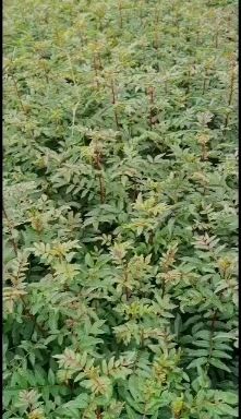 昭通汉源花椒苗  花椒苗，保证质量好