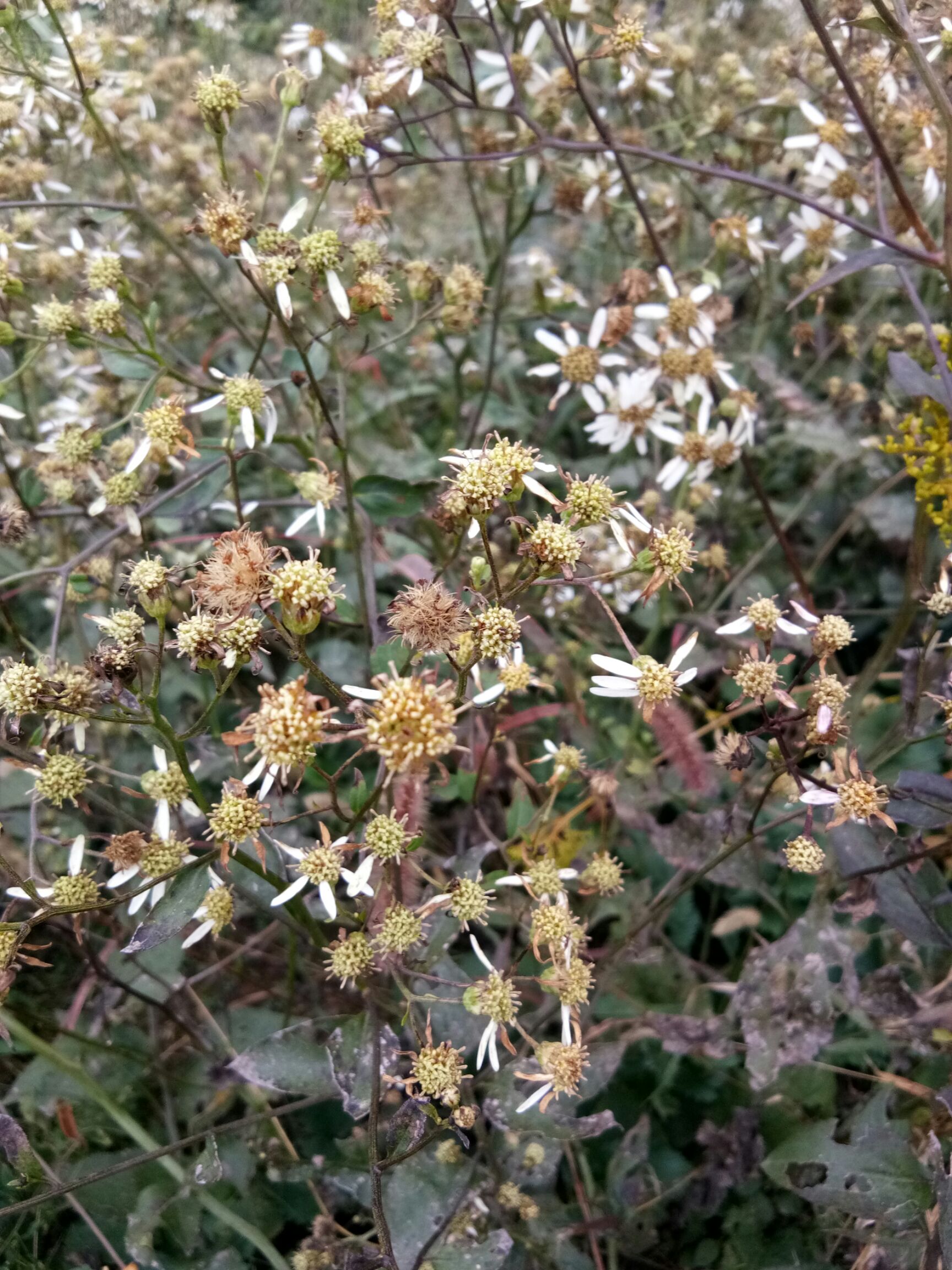 山芹种子  东风菜   大耳毛  种子